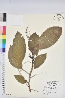 假鐵莧藏品圖，第1張