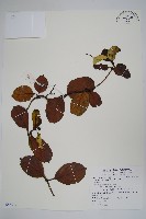 爬森藤藏品圖，第1張