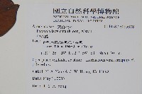 爬森藤藏品圖，第2張