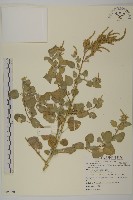 變葉藜藏品圖，第1張