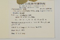 變葉藜藏品圖，第2張