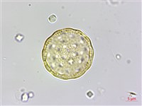 變葉藜藏品圖，第2張