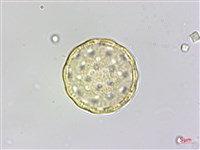 變葉藜藏品圖，第3張