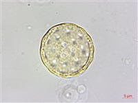 變葉藜藏品圖，第4張