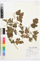 串鼻龍藏品圖，第1張