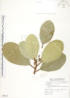 鵝鑾鼻蔓榕藏品圖，第1張