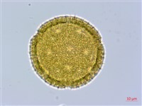 黃細心藏品圖，第2張