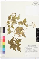 串鼻龍藏品圖，第1張