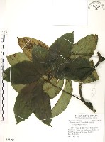 蘭嶼田薯藏品圖，第1張