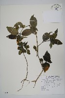 直立半插花藏品圖，第1張