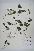 卵葉鱗球花藏品圖，第1張