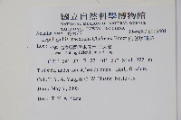 卵葉鱗球花藏品圖，第2張