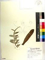 管唇蘭、蘭嶼管唇蘭、紅頭蘭藏品圖，第1張