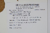 蘭嶼秋海棠藏品圖，第2張