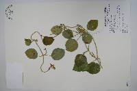 蘭嶼牛皮消、蘭嶼白薇藏品圖，第1張