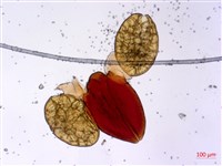 蘭嶼牛皮消、蘭嶼白薇藏品圖，第2張