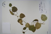 蘭嶼牛皮消、蘭嶼白薇藏品圖，第1張