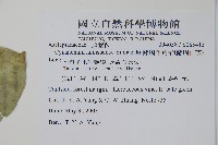 蘭嶼牛皮消、蘭嶼白薇藏品圖，第2張