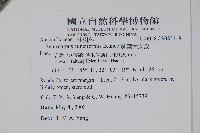 鈍葉大果漆, 小葉大果漆藏品圖，第2張