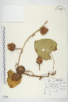 大萼旋花藏品圖，第1張