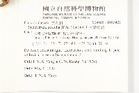 大萼旋花藏品圖，第2張