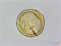 穗花樹蘭藏品圖，第2張