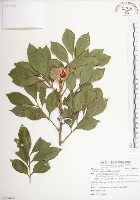 蘭嶼樹蘭藏品圖，第1張