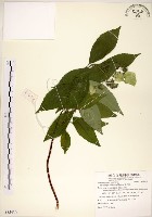 華八仙藏品圖，第1張