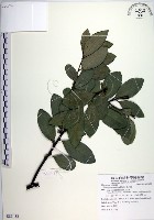 黃心柿藏品圖，第1張