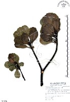 山欖、樹青藏品圖，第1張