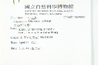 臭濱芥、臭薺藏品圖，第2張