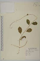 南華南蛇藤，青江藤藏品圖，第1張