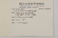 南華南蛇藤，青江藤藏品圖，第2張