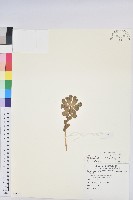 澤漆藏品圖，第1張