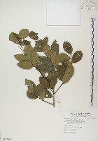 魯花樹藏品圖，第1張