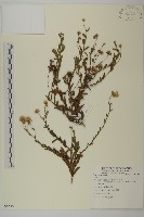 登錄號:S085451藏品圖，第1張