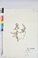 匐根大戟藏品圖，第1張