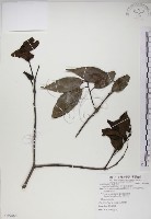 高氏桑寄生藏品圖，第1張