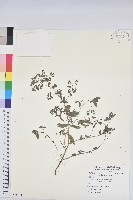 紫斑大戟藏品圖，第1張