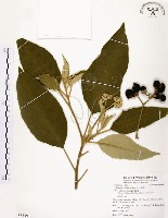 山煙草藏品圖，第1張