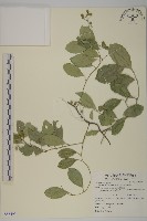 多花滇南蛇藤藏品圖，第1張