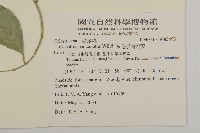 多花滇南蛇藤藏品圖，第2張