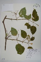 華他卡藤藏品圖，第1張