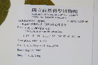 華他卡藤藏品圖，第2張