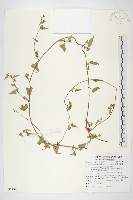 卵葉菜欒藤藏品圖，第1張