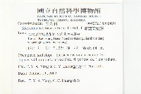 卵葉菜欒藤藏品圖，第2張