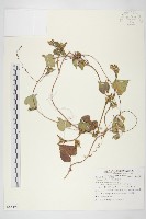 紅花野牽牛藏品圖，第1張