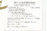 戟葉菜欒藤藏品圖，第5張