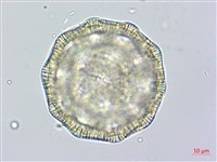 戟葉菜欒藤藏品圖，第2張