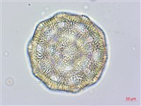 戟葉菜欒藤藏品圖，第3張